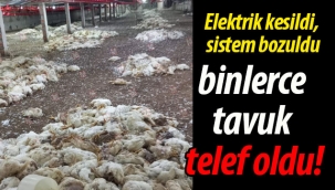 Sistem bozuldu binlerce tavuk telef oldu!