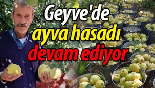 Geyve'de ayva hasadı devam ediyor