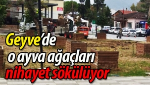 Geyve'de nihayet o ayva ağaçları sökülüyor