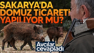 Sakarya'da domuz ticareti yapılıyor mu?