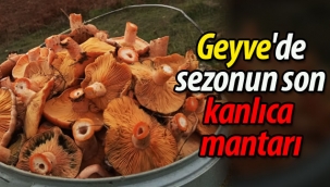Geyve'de sezonun son kanlıca mantarı