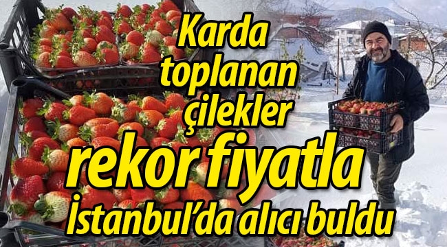 Karda toplanan rekor fiyatlı çilekler