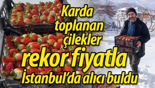 Karda toplanan rekor fiyatlı çilekler