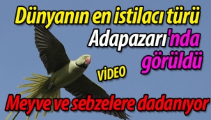 Dünyanın en istilacı türü Adapazarı'nda görüldü