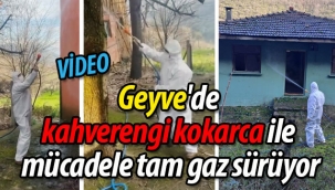 Geyve'de kahverengi kokarca ile mücadele