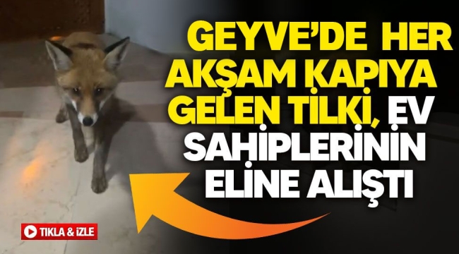 Geyve'de her akşam kapıya gelen tilki