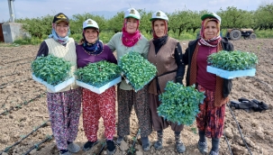 Geyve'de sebze fideleri dikiliyor