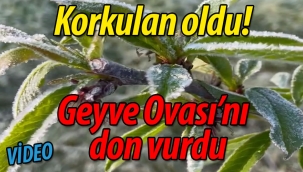 Geyve Ovası'nı don vurdu!