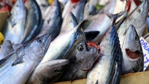 Palamut bu sezon yüz güldürdü