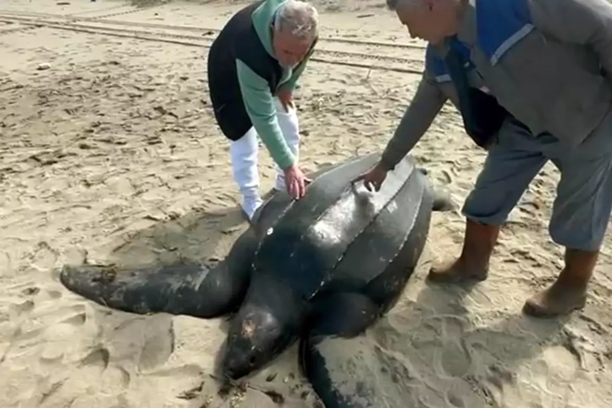 Sakarya'da dev deri sırtlı kaplumbağa sahile ölü olarak vurdu