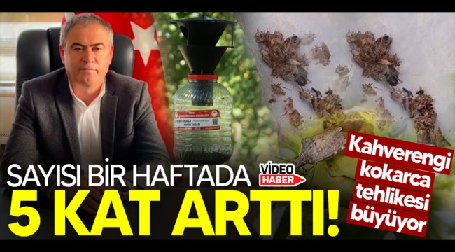 Sakarya'da Kahverengi Kokarca kabusu! 1 haftada 5 kat arttı!