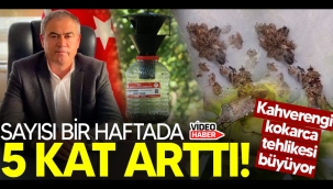 Sakarya'da Kahverengi Kokarca kabusu! 1 haftada 5 kat arttı! 