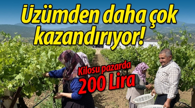 Üzümden daha çok kazandırıyor!