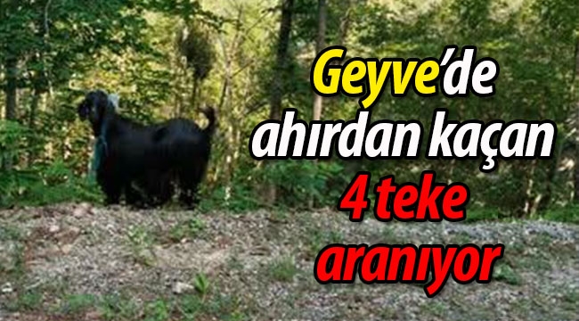 Geyve'de ahırdan kaçan 4 teke aranıyor