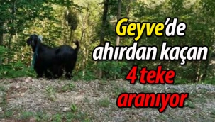 Geyve'de ahırdan kaçan 4 teke aranıyor