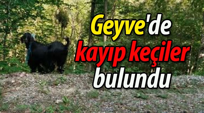 Geyve'de kayıp keçiler bulundu