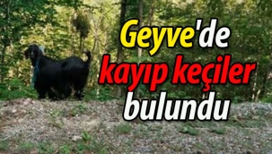 Geyve'de kayıp keçiler bulundu