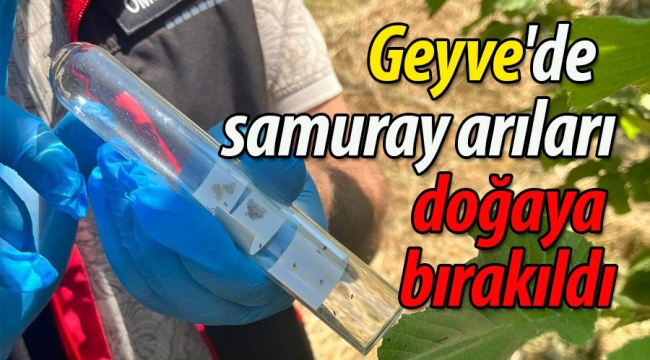 Geyve'de Samuray arılar doğaya salındı