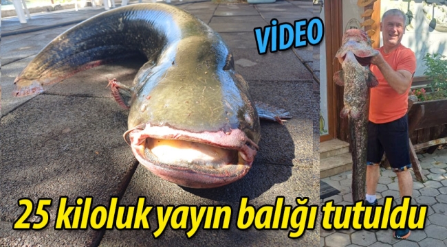 25 kiloluk yayın balığı tutuldu