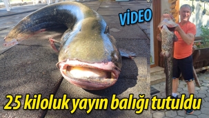 25 kiloluk yayın balığı tutuldu