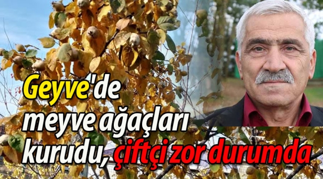 Geyve'de meyve ağaçları kurudu, çiftçi zor durumda