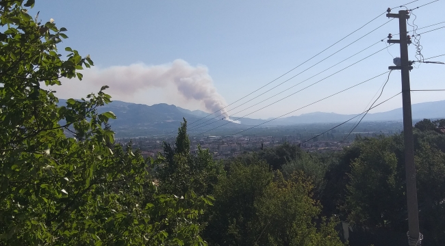 Geyve'de orman yangını