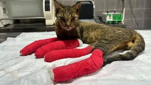 Geyve'de orman yangınında yaralanmıştı! 