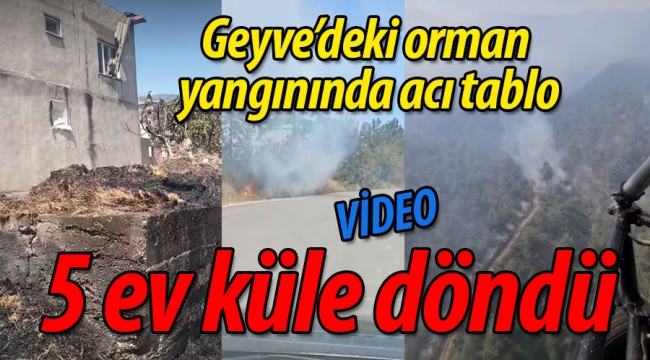 Geyve'deki orman yangınında acı tablo