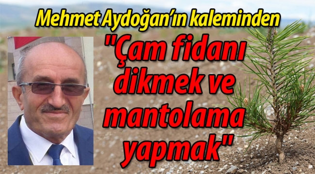Mehmet Aydoğan'ın kaleminden; "Çam fidanı dikmek ve mantolama yapmak"
