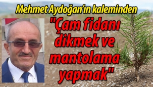 Mehmet Aydoğan'ın kaleminden; "Çam fidanı dikmek ve mantolama yapmak"