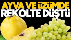 Ayva ve üzümde büyük kayıp!