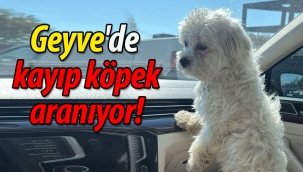 Geyve'de kayıp köpek aranıyor!