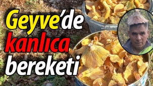 Geyve'de Kanlıca Mantarı Bereketi