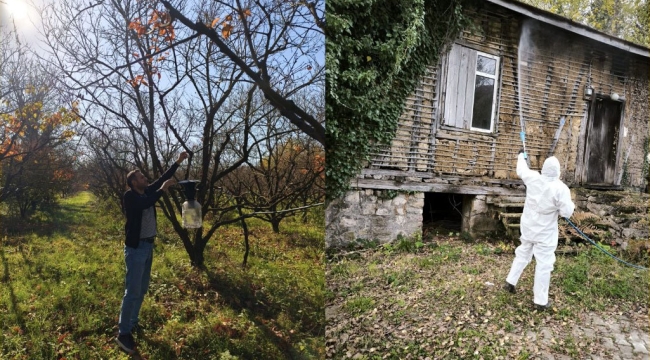 Geyve'de kokarca mücadelesi sürüyor