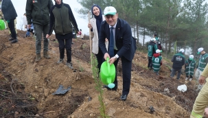 Geyve'de yanan orman alanları fidanlarla buluşuyor
