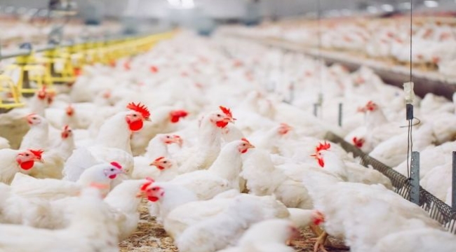 Tarım arazilerine tavuk çiftliği kurulmak isteniyor