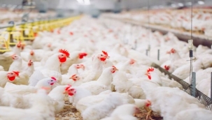 Tarım arazilerine tavuk çiftliği kurulmak isteniyor