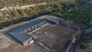 Geyve Belediyesi, hayvan barınağında sona geldi