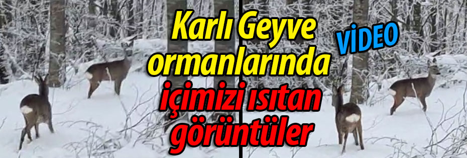  Karla kaplı Geyve ormanlarında içimizi ısıtan görüntüler