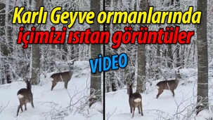  Karla kaplı Geyve ormanlarında içimizi ısıtan görüntüler