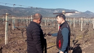 Pamukova üzüm bağlarında hastalık araştırması