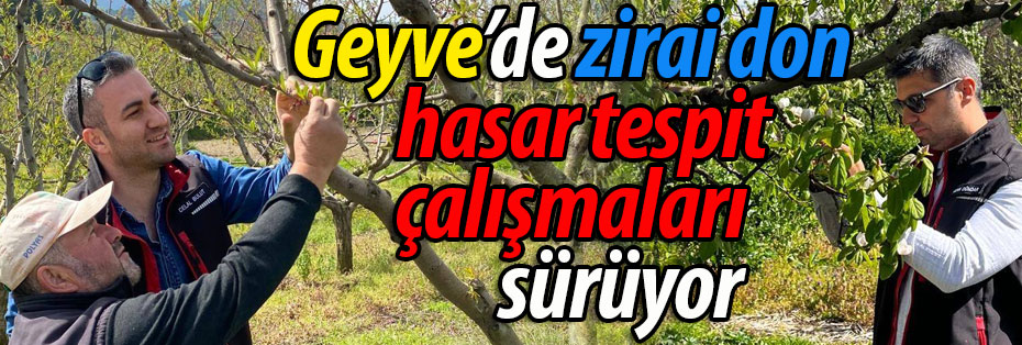 Geyve'de zirai don hasar tespit çalışmaları sürüyor