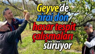 Geyve'de zirai don hasar tespit çalışmaları sürüyor