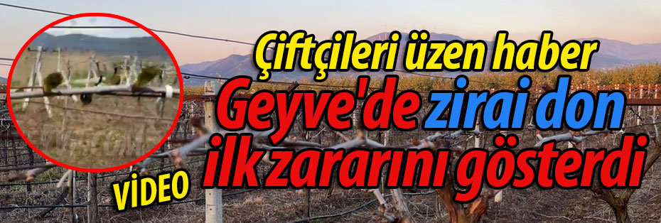 Geyve'de zirai don ilk zararını gösterdi!