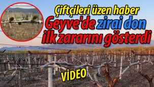 Geyve'de zirai don ilk zararını gösterdi!