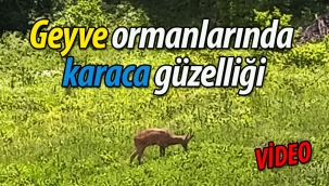 Geyve'de karaca güzelliği