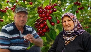 Dalından yedikleri kiraz sonları oldu! 