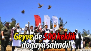 Geyve'de 500 Kınalı Keklik Doğaya Salındı