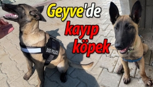 Geyve'de kayıp köpek