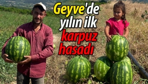 Geyve'de yılın ilk karpuz hasadı